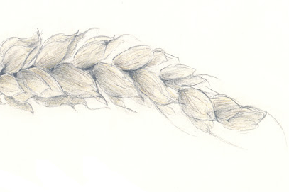 Wheat - a pencil drawing